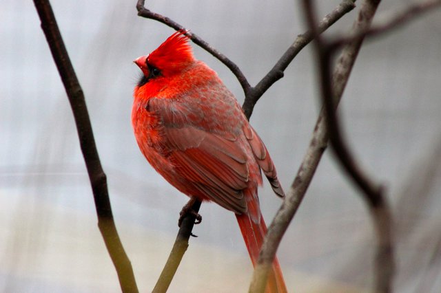 Plump Cardinal