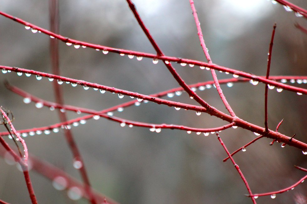 Water Droplets on Twig