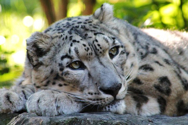 Central Park Zoo