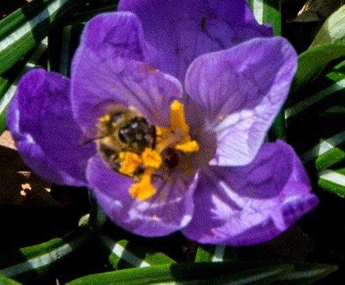 Spring Bee