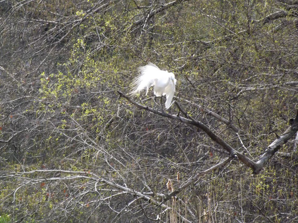 White egret perched and preening.