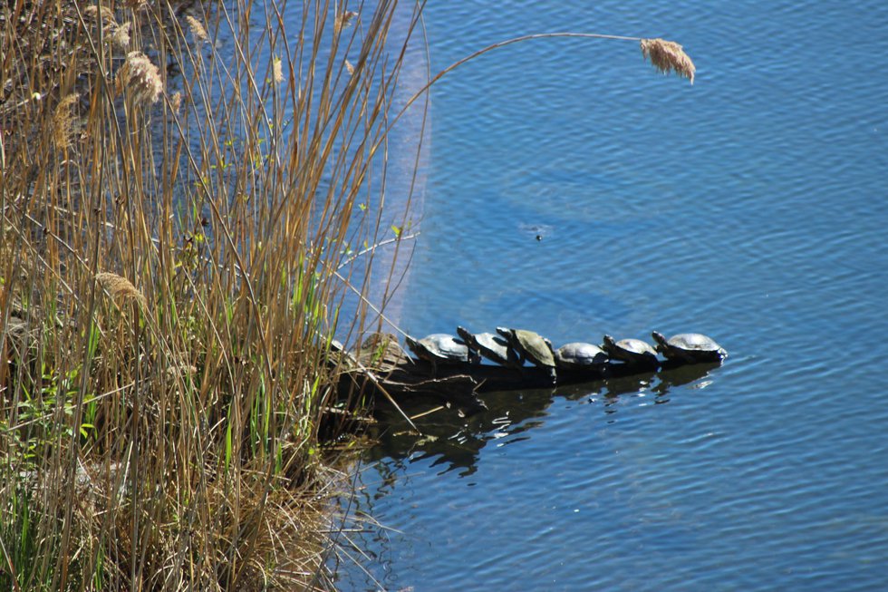 Painted Turtles in a Row