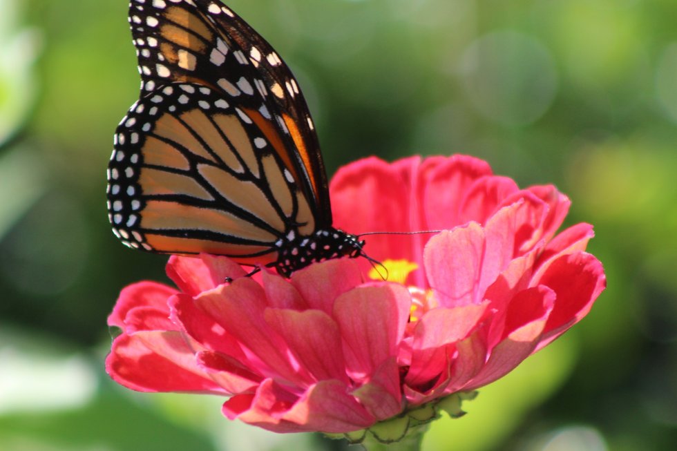 Monarch Butterfly