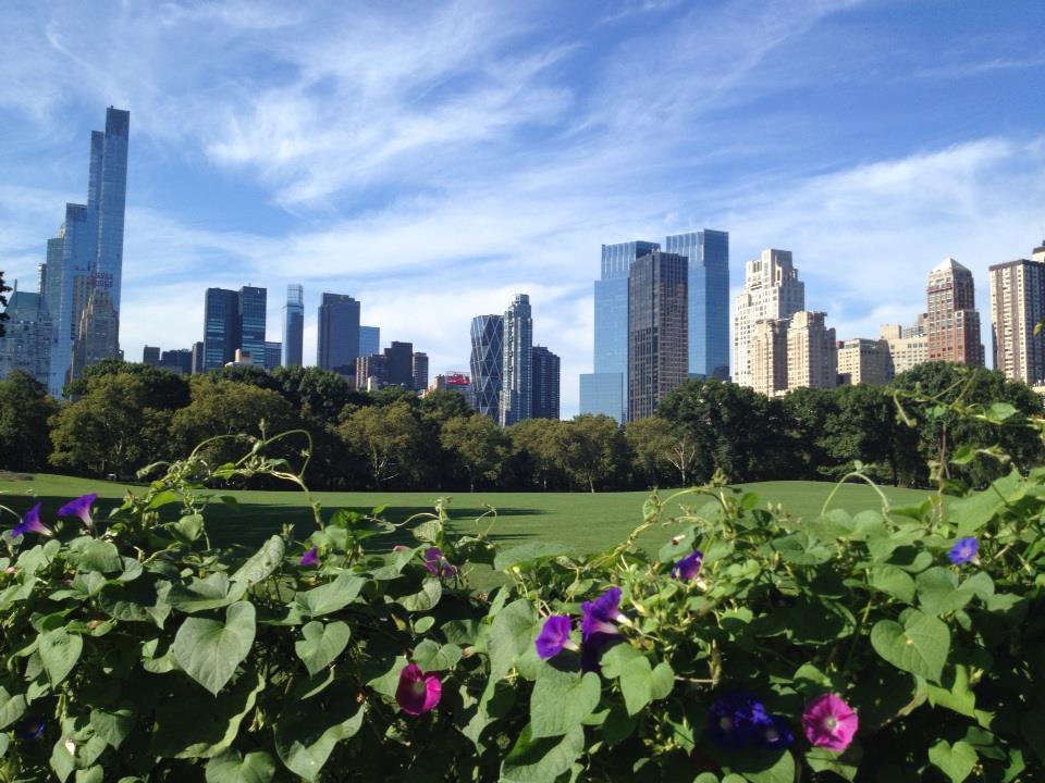 Sheep Meadow Skyline View from Nell Singer Lilac Walk