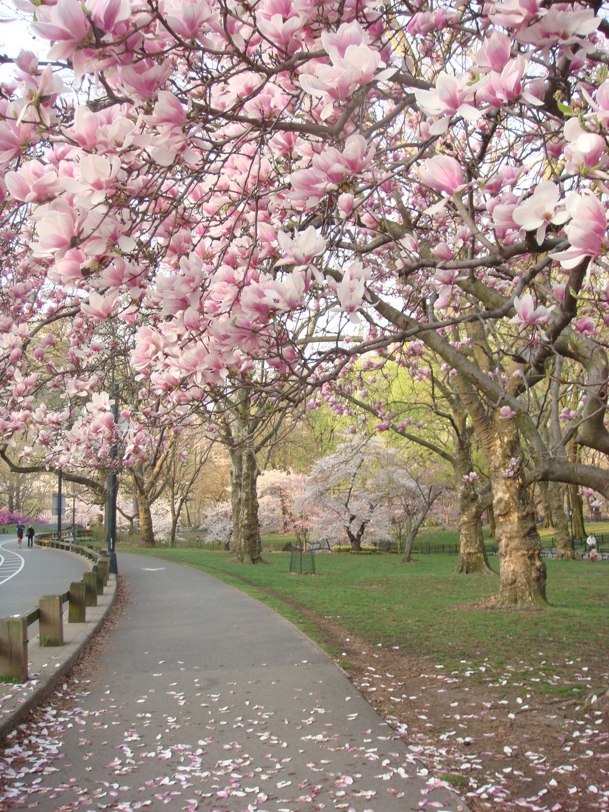 Photo entry: Spring in Central Park