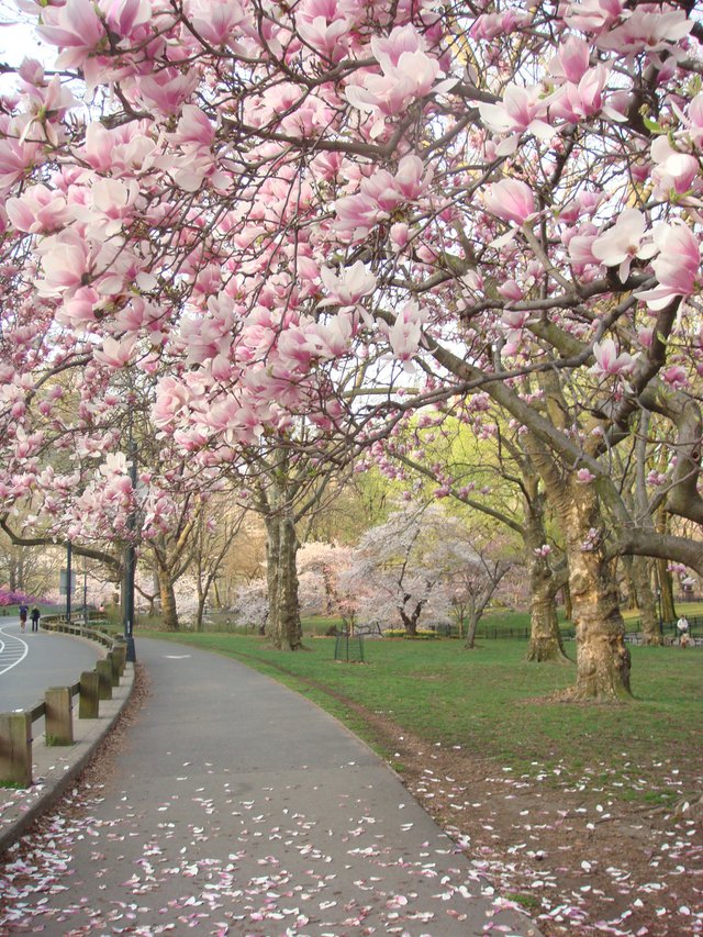 Spring in Central Park