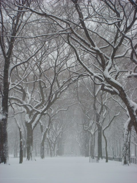 Central Park after a snow storm