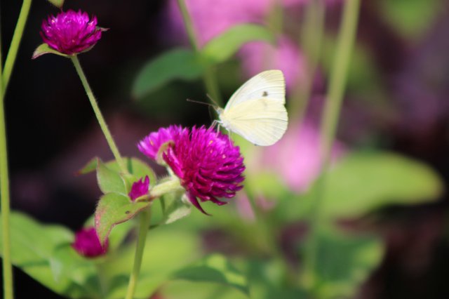 Cabbage Butterfly 