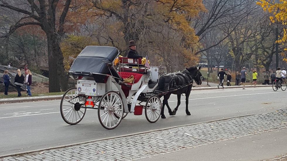 horse buggy ride central park