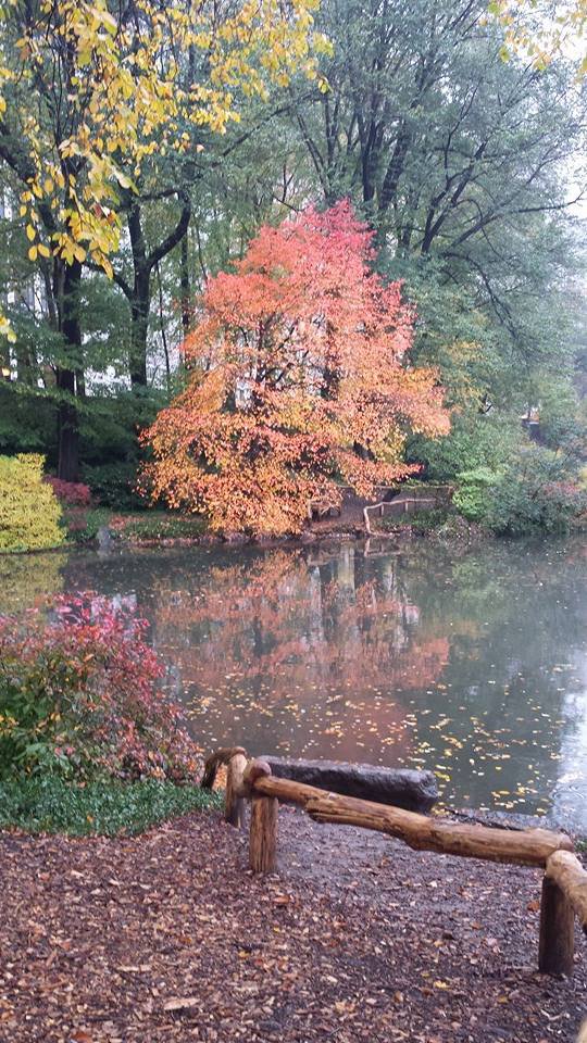 Autumn by the Pond