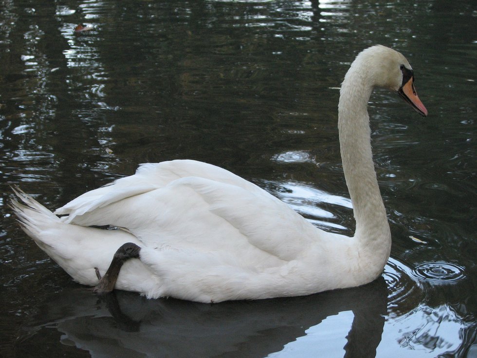 A white swan, natch!