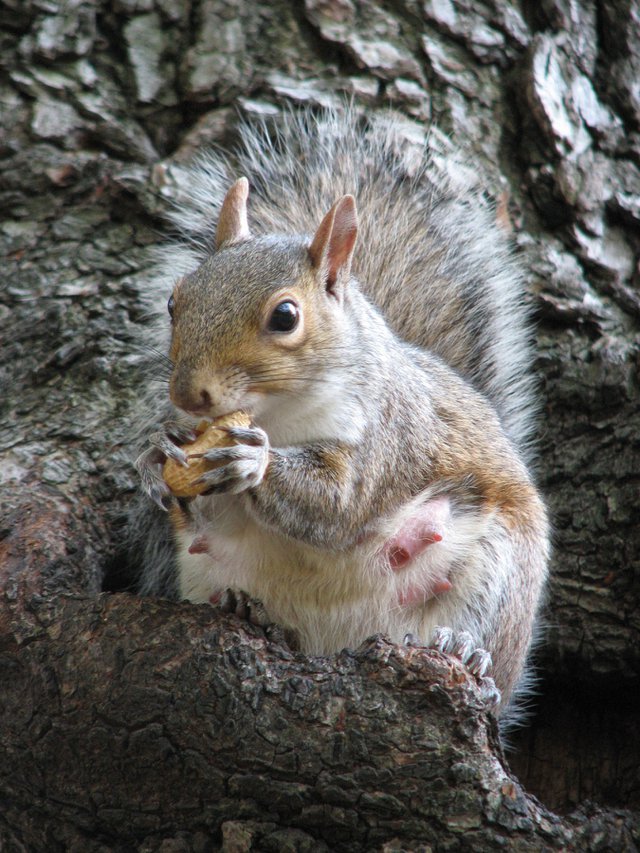 Female squirrel