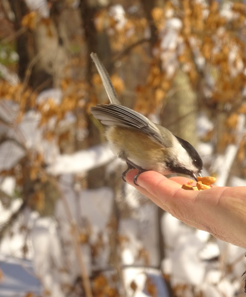A Chickadee being hand fed