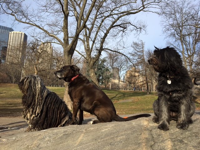 sunday morning off leash