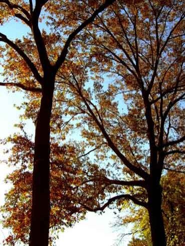 Photo entry: central tree