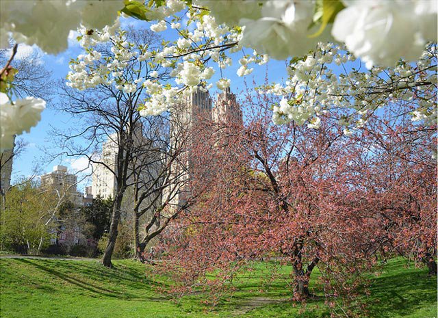 Cherry Blossom Trees In Central Park