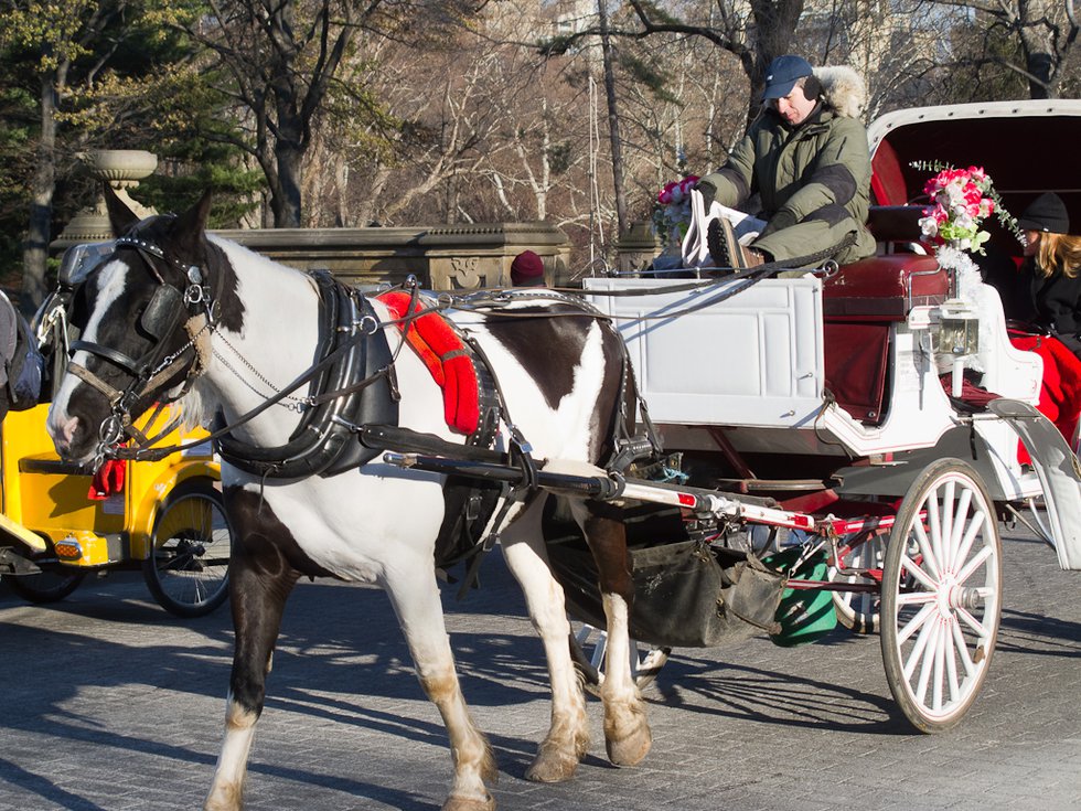 central park horse carriage tours