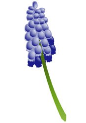 grape-hyacinth.jpg.jpe