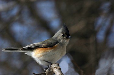  Tufted Titmouse 