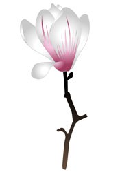 magnolia.jpg.jpe