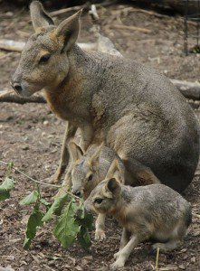 Patagonian cavy twins with mother