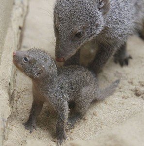 Mongoose cuteness-7.3.13