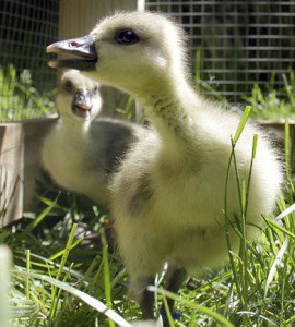 Swan Goose gosling-one wk-5.27.13