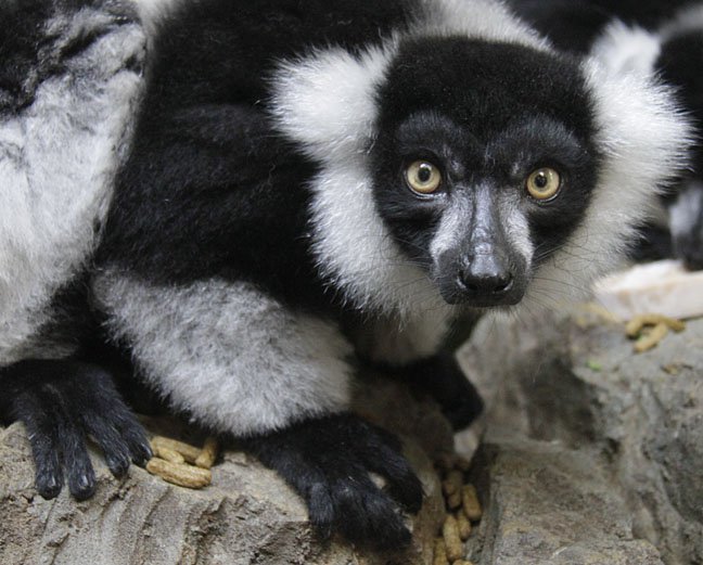 Black-and-white-ruffed-lemur1.jpg.jpe