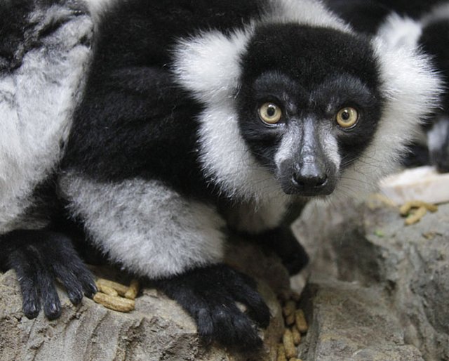 File Black And White Ruffed Lemur Jpg Wikimedia Commons