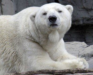 Gus the polar bear