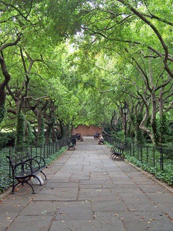 Sun beams through the trees.