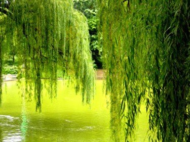 Willows