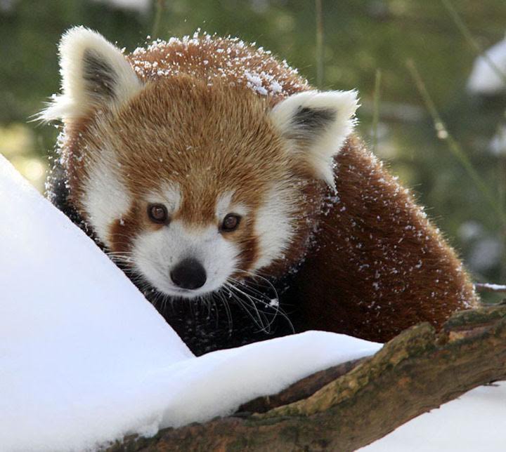 Red Panda In Snow