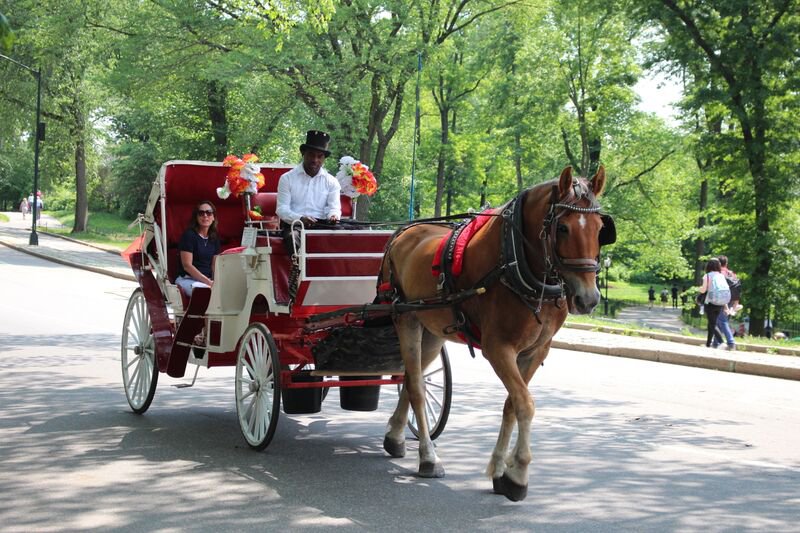 horse and buggy ride central park