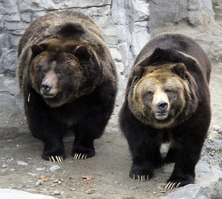 Grizzly Bears -Betty and Veronica.jpg