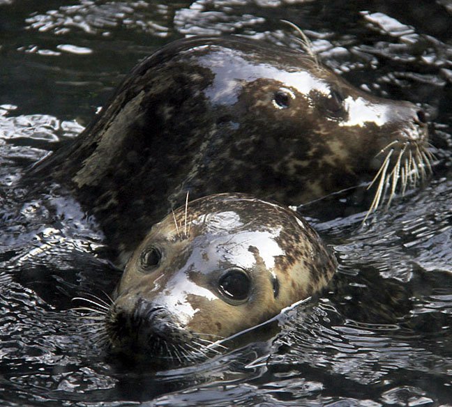 Harbor Seals - Ansen and Adam.jpg