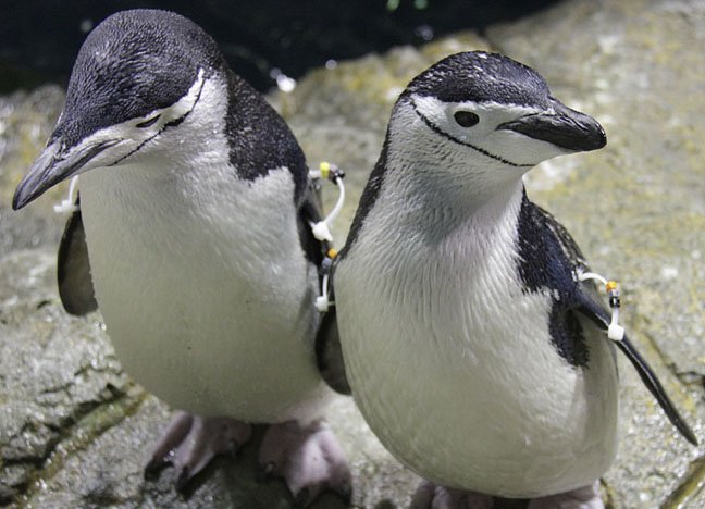 Penguins_Two-chinstraps.jpg