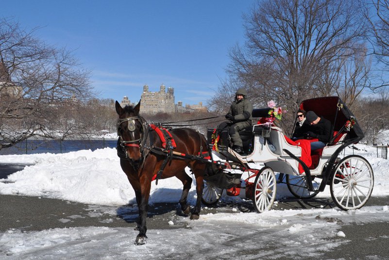 horse carriage winter.jpg