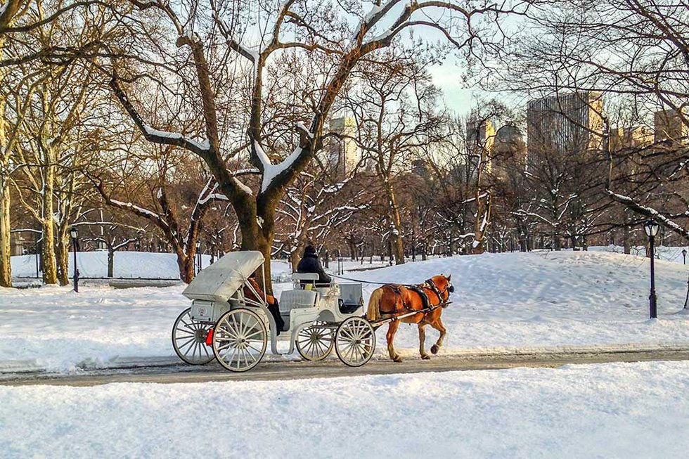 Horse and Carriage Winter Ride