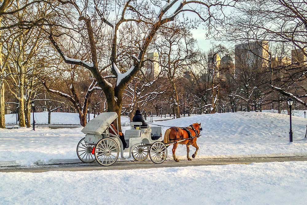 NYC_Central_Park_Horse_Carriage.jpg