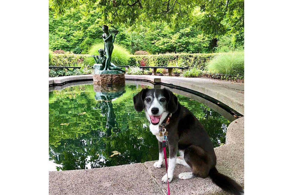 Conservatory Dog Portrait